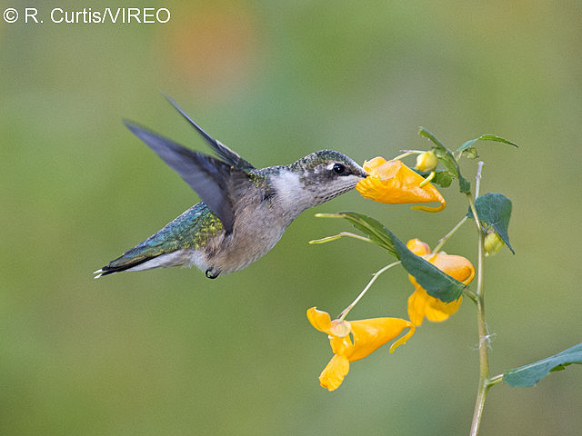 Ruby-throated Hummingbird c22-44-057.jpg